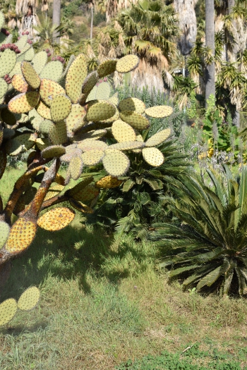 Jardines de Mosen Costa Llobera