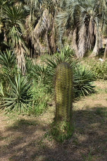 Jardines de Mosen Costa Llobera