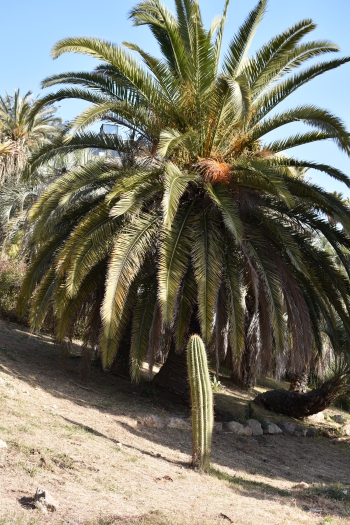 Jardines de Mosen Costa Llobera