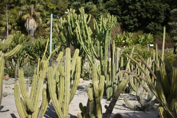 Jardines de Mosen Costa Llobera