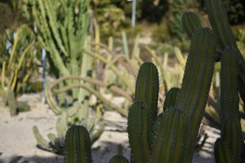 Jardines de Mosen Costa Llobera