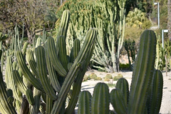 Jardines de Mosen Costa Llobera